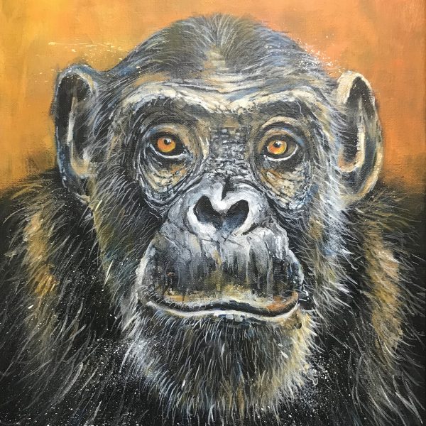 Young Chimpanzee - Ewen Macaulay