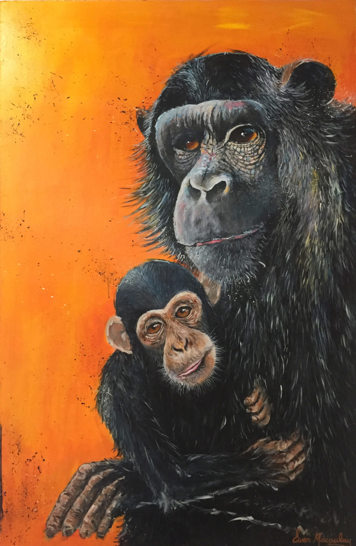 Ewen Macaulay Chimpanzees